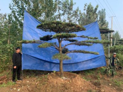 莱芜市盛世园林苗木专业合作社