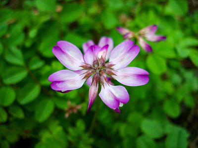 安徽良龙种业科技有限公司