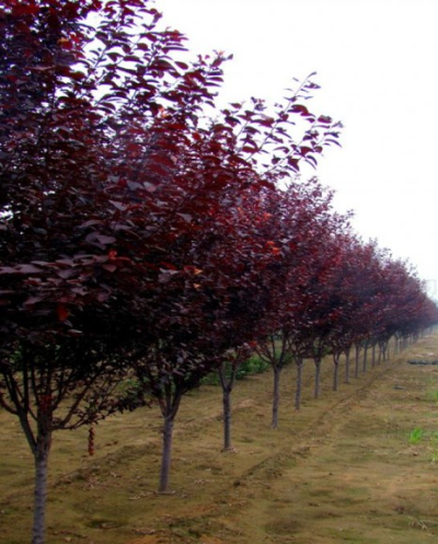 湖南华苏苗木专业合作社