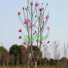 常州市金坛区娇红林业种植专业合作社