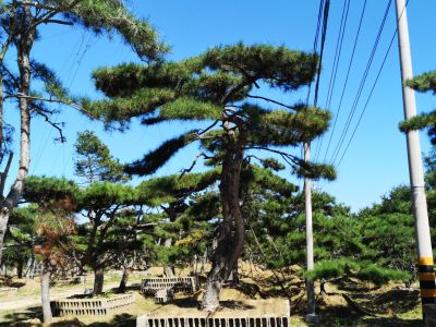 山东莱芜华荣绿化苗木种植专业合作社