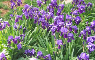 青州园林绿化有限公司