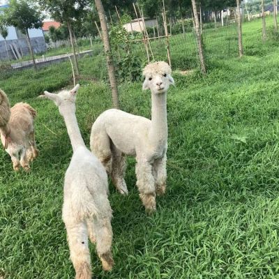 济宁嘉杰特种养殖有限公司