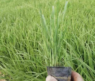 青州市花卉苗木有限公司