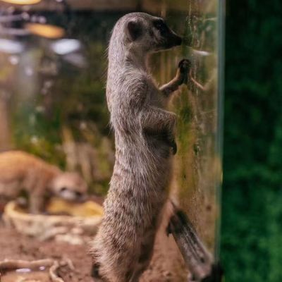 济宁兴祥珍禽养殖有限公司