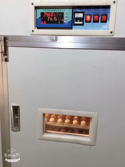 石鸡)鹧鸪养殖场