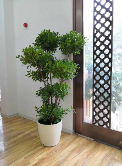 青岛中林园艺景观有限公司