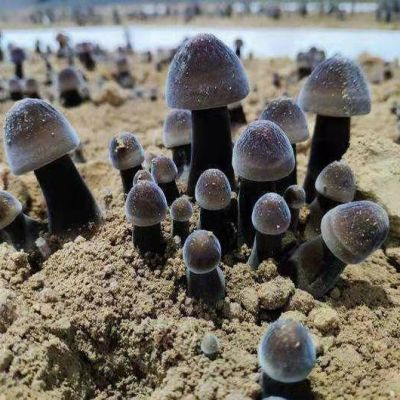 金乡县联盛菌业科技有限公司