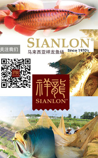 广州观赏鱼批发市场