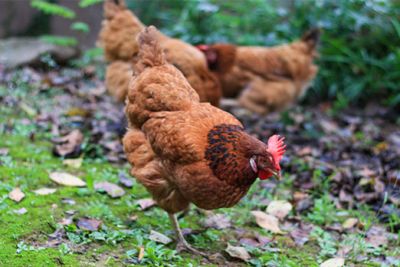 湖南今汉生物工程有限公司