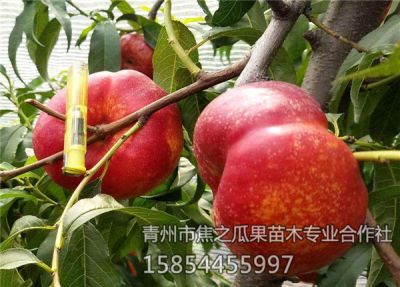 青州市焦之瓜果苗木专业合作社