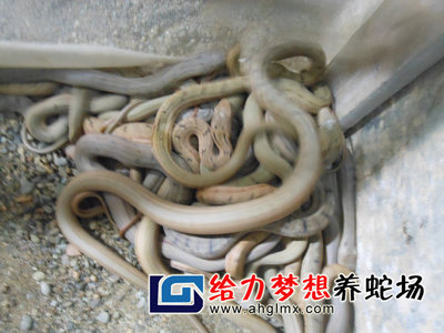 湖南省益阳市给力养蛇场