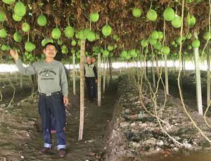 潜山县天宝瓜蒌专业合作社