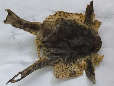 协力蟾蜍养殖场