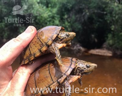 黄缘闭壳龟养殖场