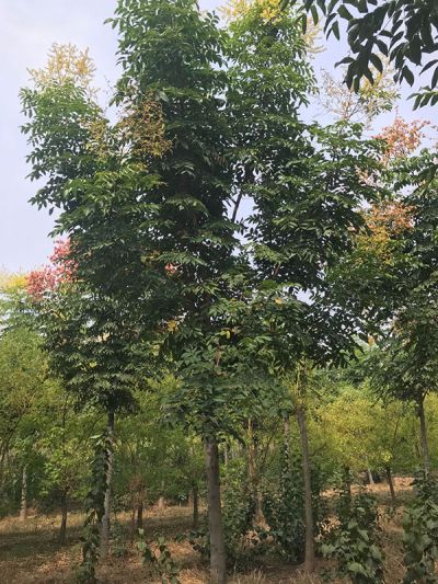 菏泽庆忠苗木有限公司