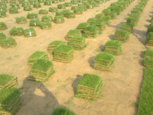 荣昌种植养殖合作社