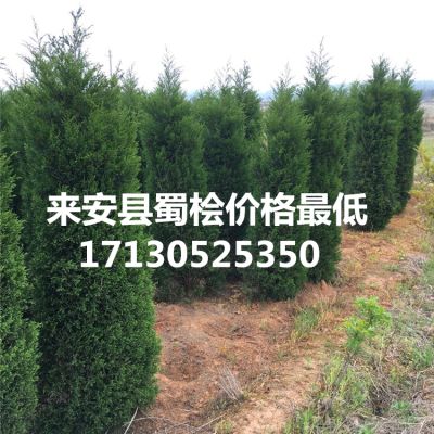 滁州万园绿化苗木场