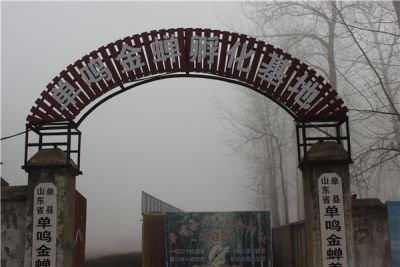 单县单鸣金蝉特种养殖农民专业合作社