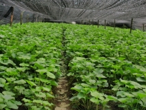 凉山绿野山葵有限公司