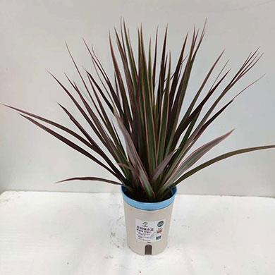 深圳市绿林春园林绿化有限公司