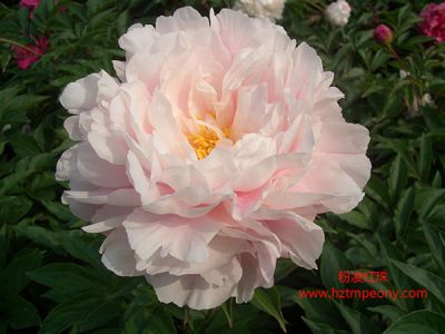 菏泽艳装牡丹科技开发有限公司