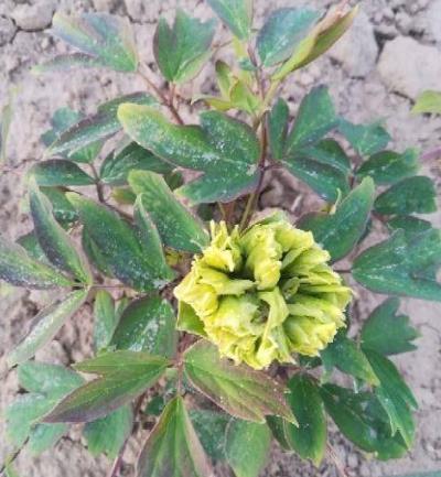 菏泽市牡丹区牡丹开发有限公司