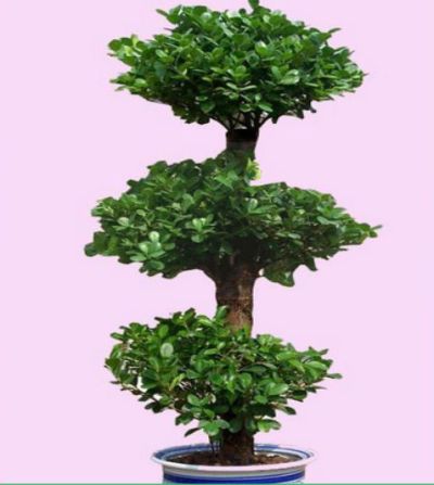 宁波玉宝园艺有限公司