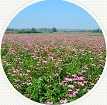 西安锐博生物科技有限公司