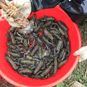 安徽品豪农业科技有限公司