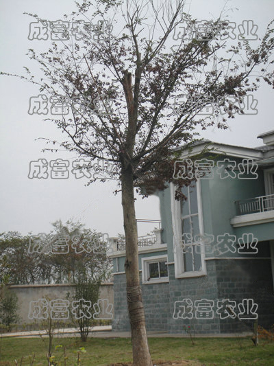 江苏成富农业技术开发有限公司