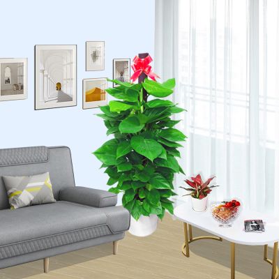 深圳佳林园艺有限公司