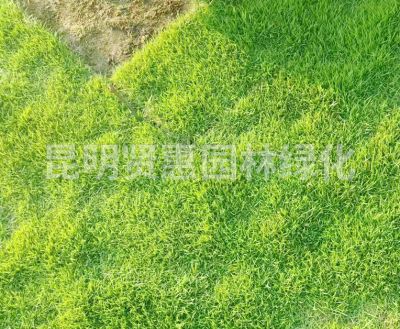 昆明贤惠园林绿化有限公司