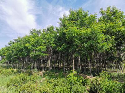 甘肃锦秀环境建设工程有限公司