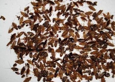 湖北卫士病媒生物防制有限公司