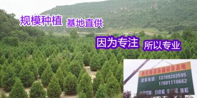 西安绿涛苗木有限公司