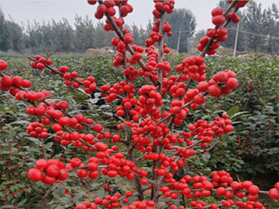 山东鑫森源农林科技有限公司