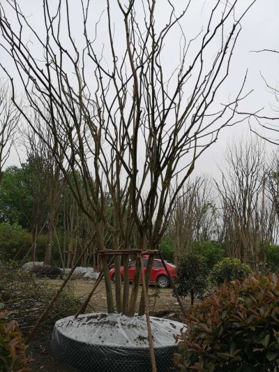 成都菁创园林绿化工程有限公司