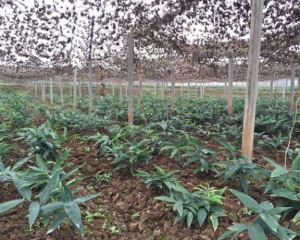 潜山市野天柱农业发展有限公司