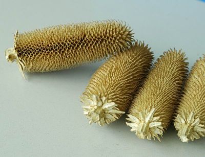 慈溪亚利拉毛果专业合作社