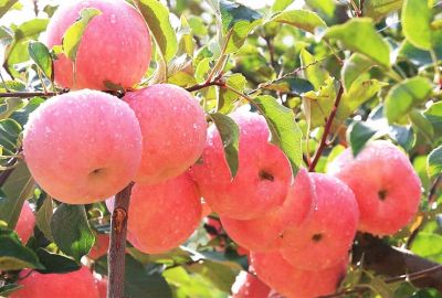 烟台施百乐化肥有限公司