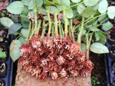 云南森派农业科技有限公司