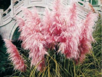 百慕大种子常州风林种业有限公司