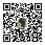 马陆葡萄交易市场