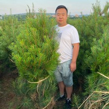 鼎盛白皮松苗木合作社