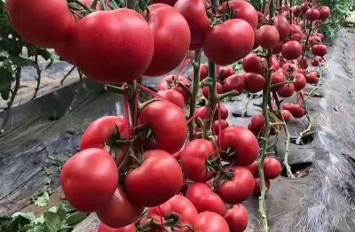 山东资生源农业科技有限公司