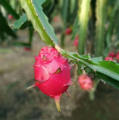 莒县北方火龙果种植专业合作社