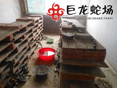 湖南巨龙养蛇场