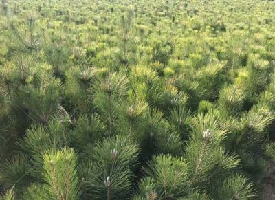 临沂俊宇苗木种植专业合作社