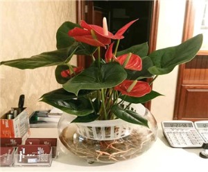 陕西轩睿生态园林景观工程有限公司